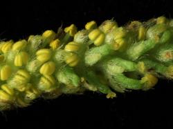 Salix ×pendulina f. salamonii. Male and female flowers on catkin.
 Image: D. Glenny © Landcare Research 2020 CC BY 4.0